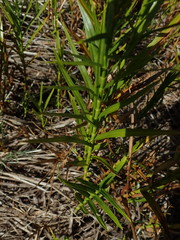 Dulichium arundinaceum