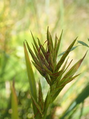 Dulichium arundinaceum