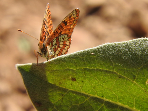 iNaturalist observation photo of Northern Checkerspot
