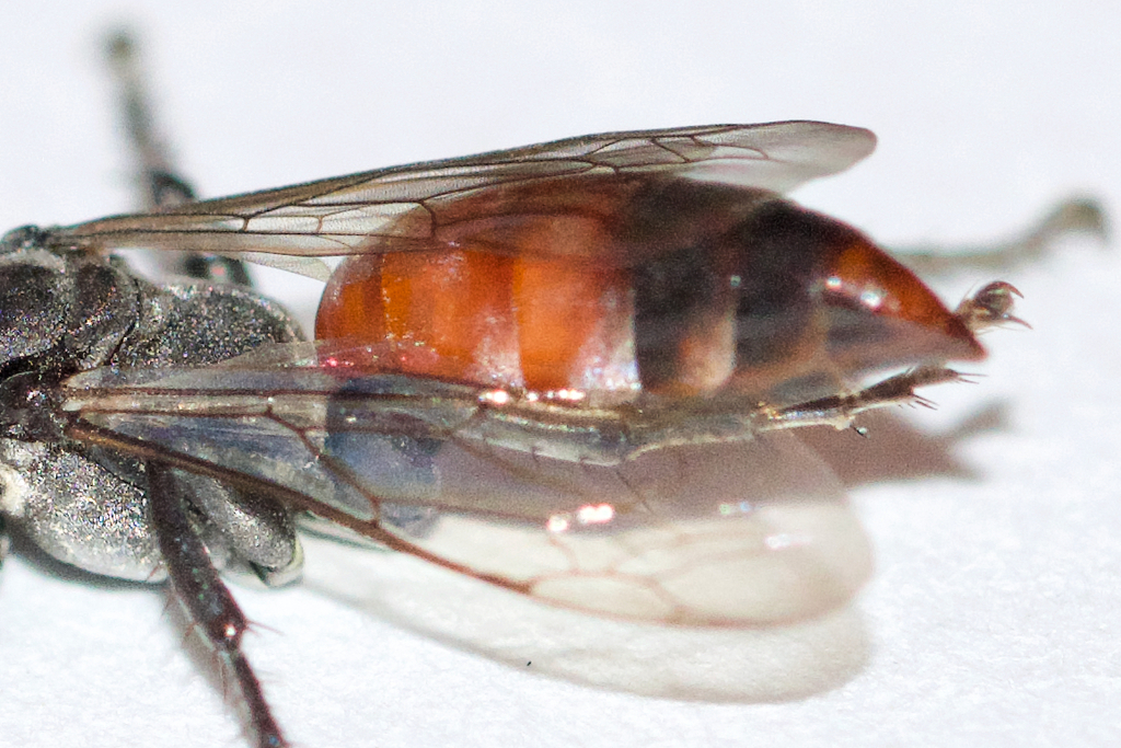 Tachysphex tarsatus