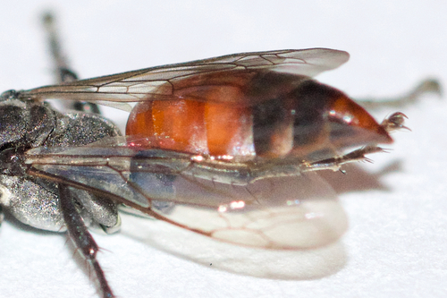 Tachysphex tarsatus