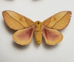 Syssphinx montana