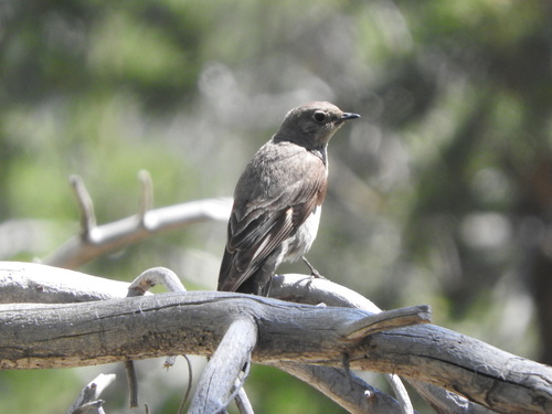 iNaturalist observation photo of Townsend's Solitaire