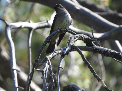 iNaturalist observation photo of Western Wood-Pewee