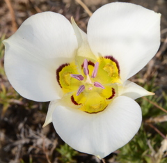Calochortus bruneaunis