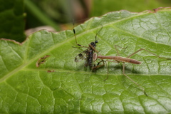 Gymnastes flavitibia