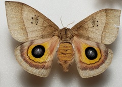 Automeris iris