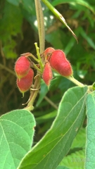 Rhynchosia volubilis