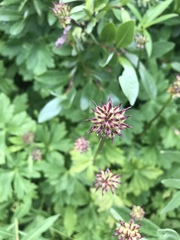 Triantha occidentalis