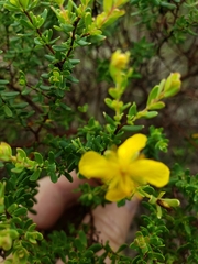 Hypericum microsepalum
