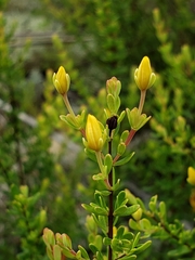Hypericum microsepalum