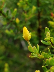 Hypericum microsepalum
