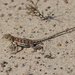 Wheatbelt Sand Dragon - Photo (c) Jolanda Keeble, some rights reserved (CC BY-NC), uploaded by Jolanda Keeble