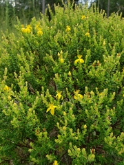 Hypericum microsepalum