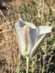 Calochortus bruneaunis