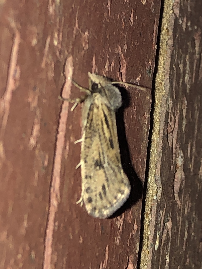 Clemens' Grass Tubeworm Moth from SSR-DD, O'Fallon, MO, US on August 8 ...