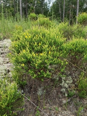 Hypericum microsepalum