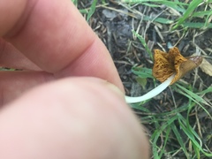 Conocybe deliquescens