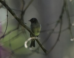 Empidonax difficilis