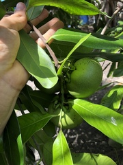 Diospyros nigra