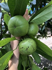 Diospyros nigra