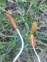 Conocybe deliquescens