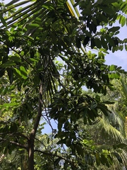 Diospyros nigra