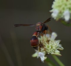 Eumenes smithii