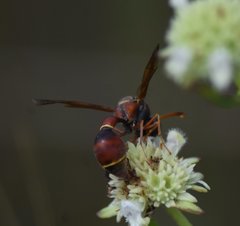 Eumenes smithii