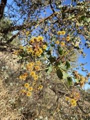 Acacia trudgeniana
