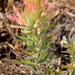 Castilleja angustifolia flavescens - Photo (c) Damon Tighe, algunos derechos reservados (CC BY-NC), uploaded by Damon Tighe