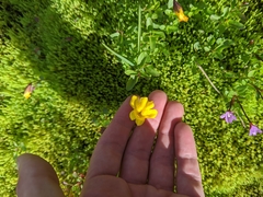 Erythranthe caespitosa