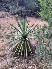 Yucca schottii