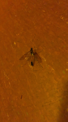 Opheltes glaucopterus barberi