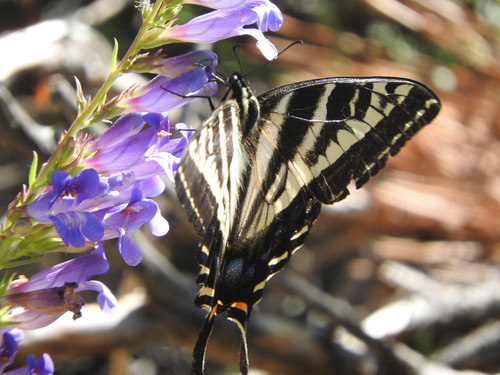 iNaturalist observation photo of Pale Swallowtail