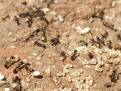 Tetramorium tsushimae