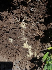 Tetramorium tsushimae