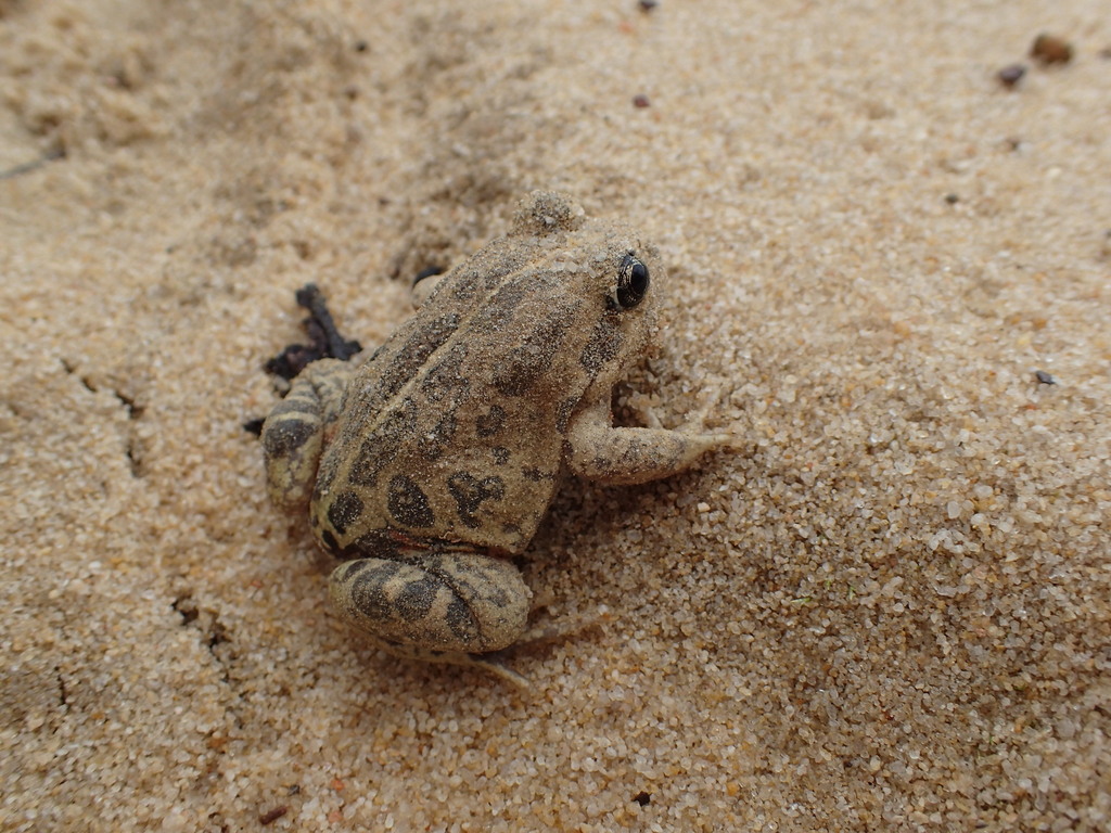 Western Banjo Frog from Tarin Rock WA 6353, Australia on October 18 ...