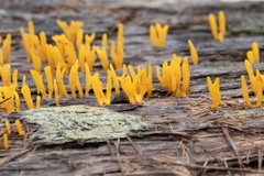 Calocera sinensis