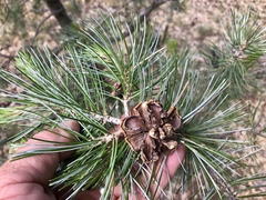 Pinus cembroides bicolor