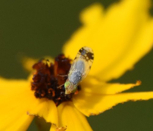 (Trupanea eclipta)