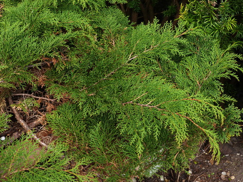 Siberian cypress