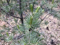 Pinus cembroides bicolor