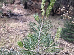 Pinus cembroides bicolor