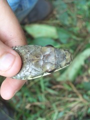 Phrynonax poecilonotus poecilonotus