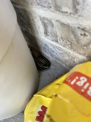 Thamnophis sirtalis