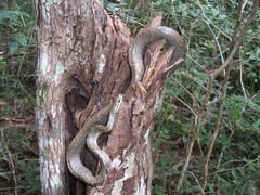 Phrynonax poecilonotus poecilonotus