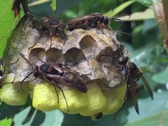Polistes nipponensis