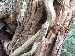 Phrynonax poecilonotus poecilonotus