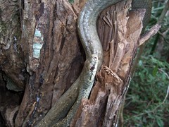 Phrynonax poecilonotus poecilonotus